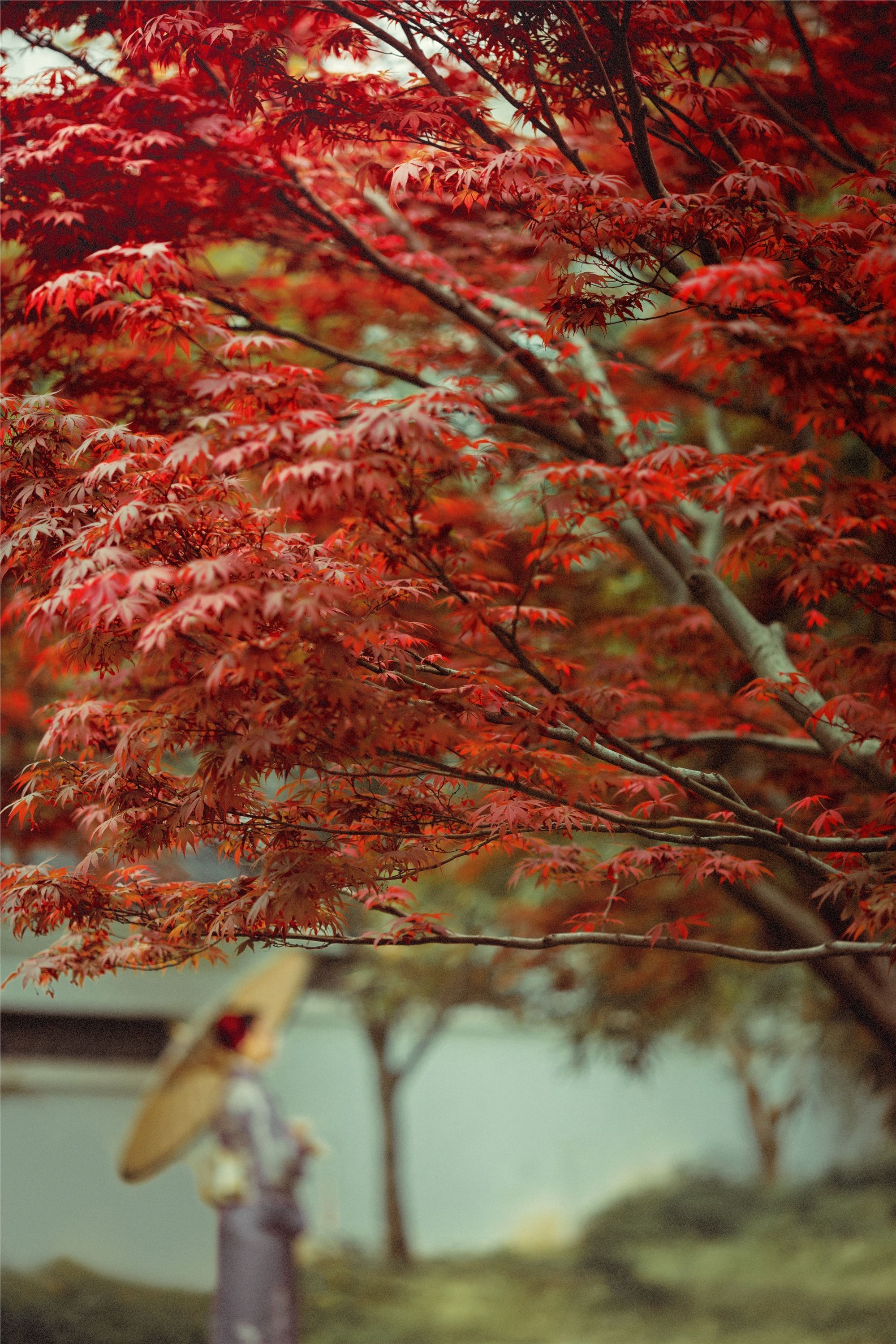 YITUYU艺图语 2021.09.02 红叶深处 没烦恼